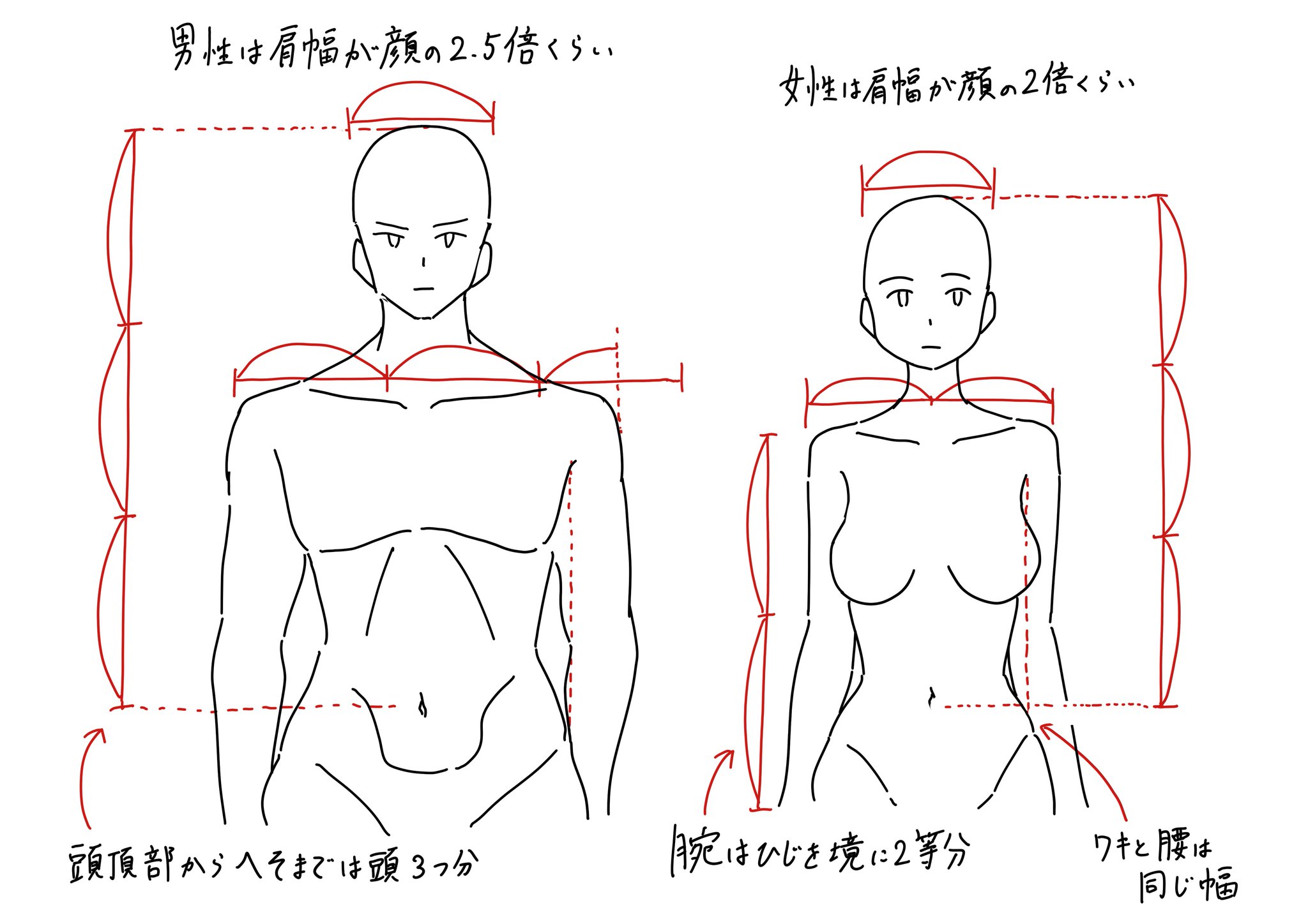 これだけ覚えておけば失敗しない 男女の胴体の基本比率 話題の画像プラス