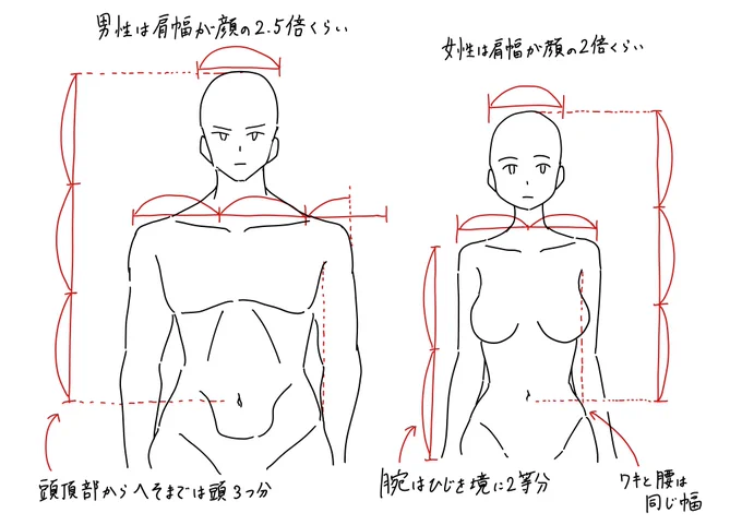 これだけ覚えておけば失敗しない胴体の基本比率です。 