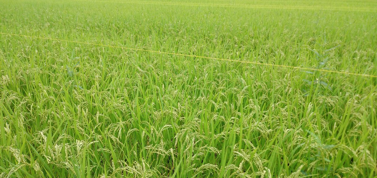 FBSupport3's tweet image. 2021年9月19日(日)にフード・バンクを予定しています。追ってお知らせします。