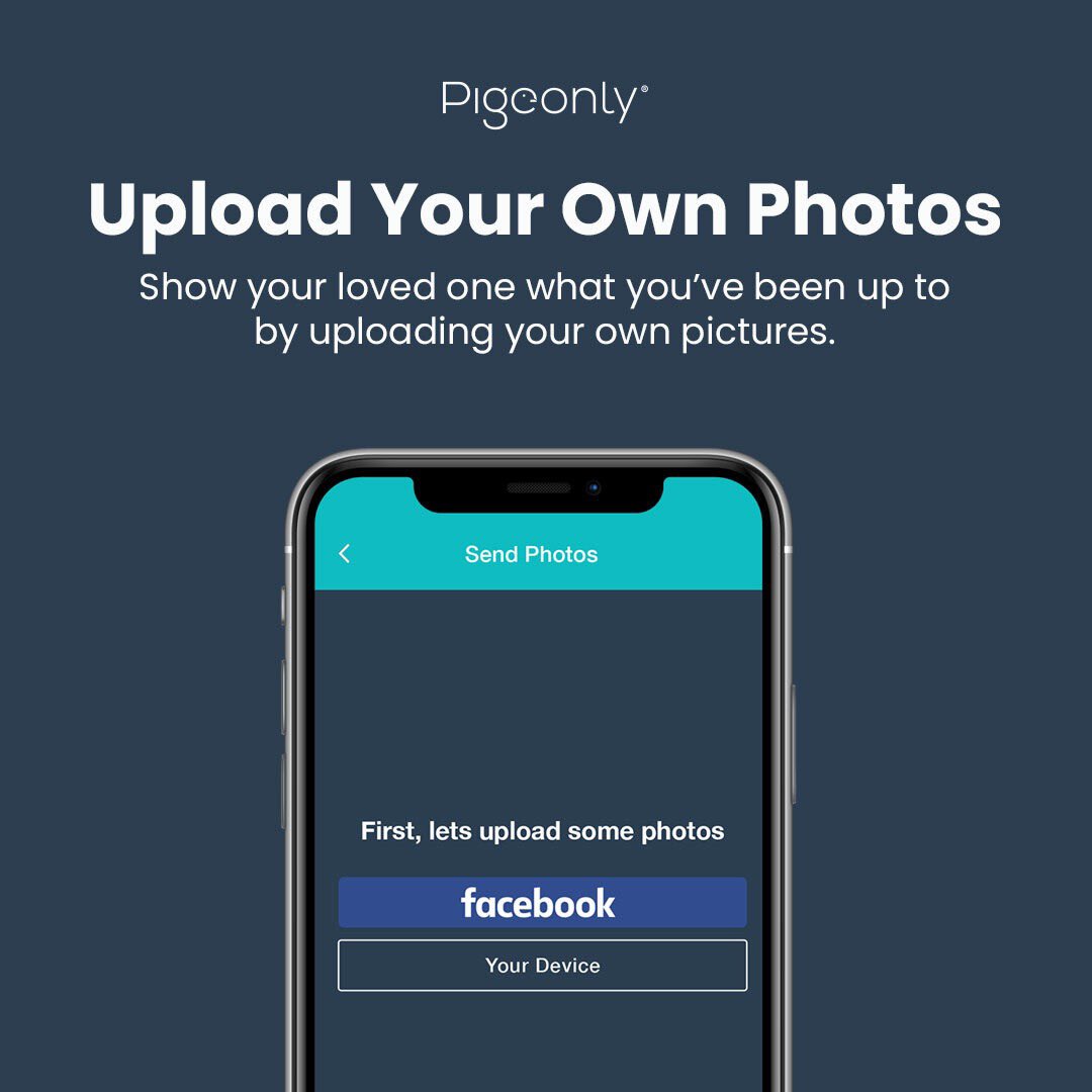 Pigeonly Pigeon Ly Twitter Pigeonly Pigeon Ly Twitter