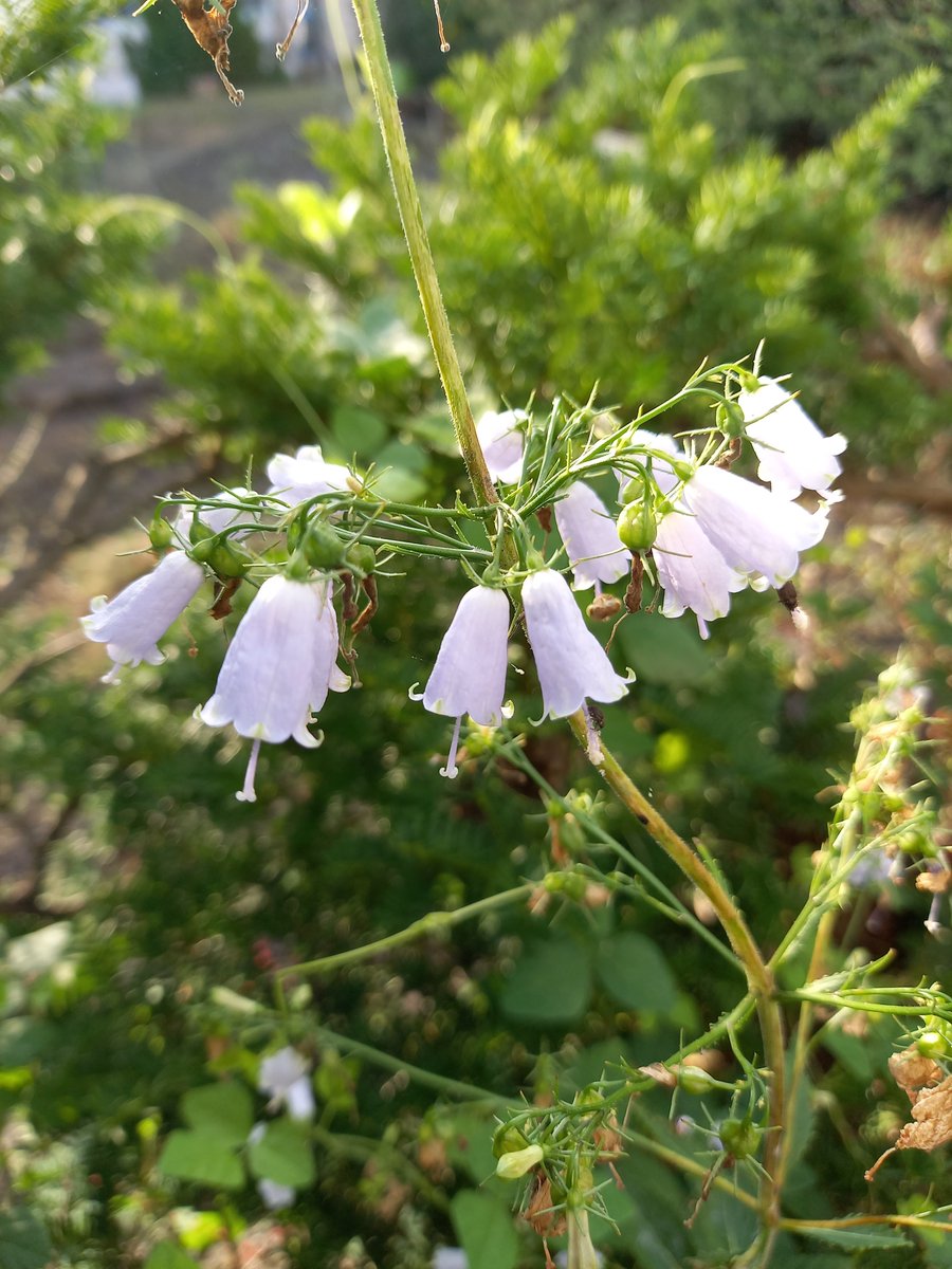 Antoniocortese Antoniocortese Twitter