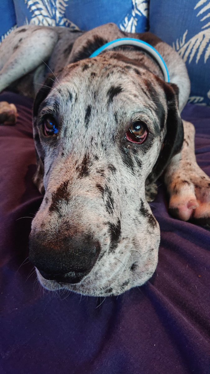 MiriDane's tweet photo. Meet my brother Spock! I like him (mostly) #greatdane https://t.co/1GJe2BgdV8