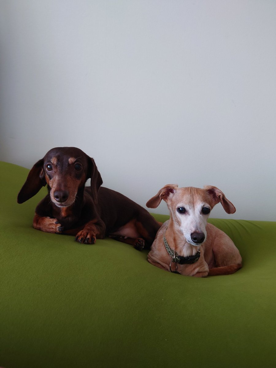 Yogibo犬 Yogibo犬