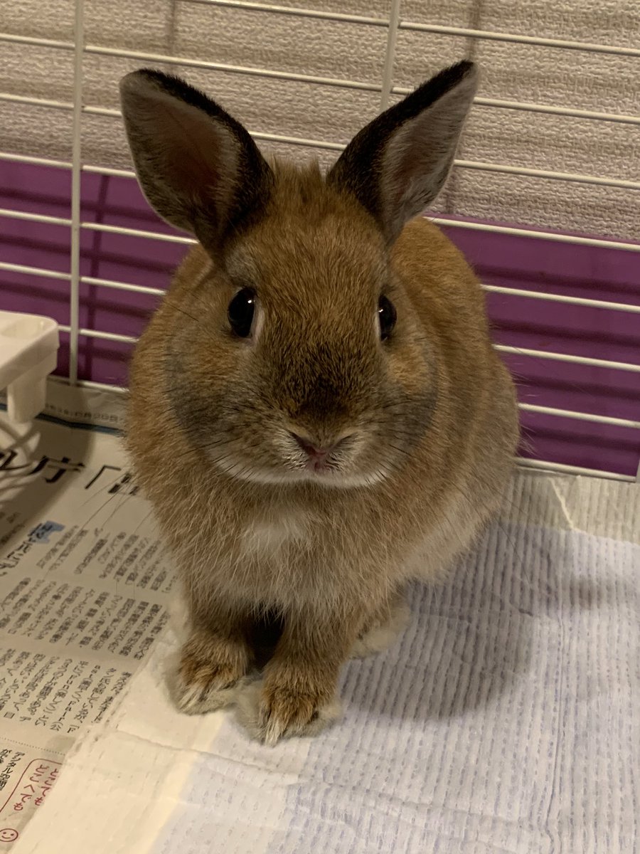 pem_0222's tweet photo. 里子に出ていたうさぎを6月２６日にお迎えしました！４ヶ月のネザドワ男の子です。顔が黒くすすけている可愛い子です🐰
すごくビビりだけど好奇心旺盛、牧草をモリモリ食べ、トイレもちゃんと覚えてくれました。
念願のうさぎのいる生活が幸せ過ぎて発狂しそう🙏🙏 https://t.co/ZVPzpMFfQL