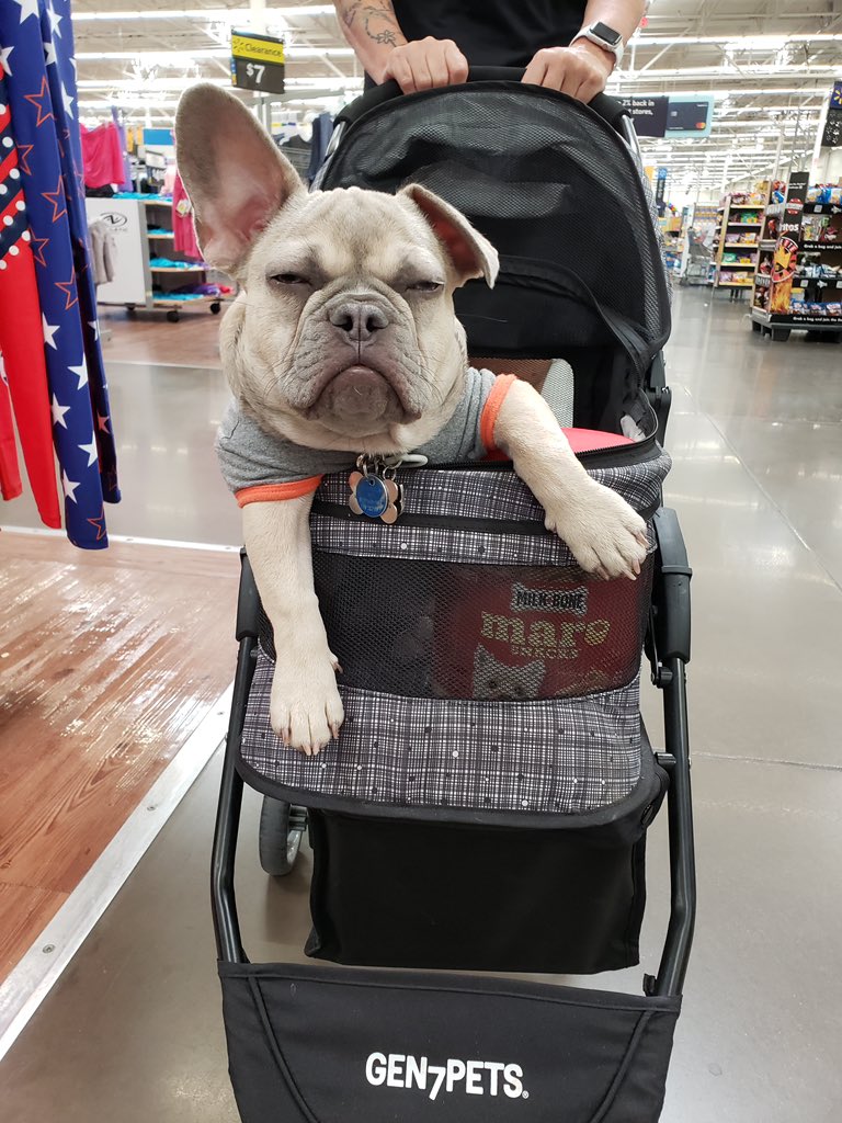 MileHighPopHunt's tweet photo. Don’t judge me 🐶 #frenchielife https://t.co/wshutsNKaa