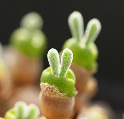 plantsickgirl's tweet photo. 9월,,, 토끼귀 선인장이라고도 하는 '모닐라리아 모닐리포메'(사진: 핀터레스트)의 파종 시기입니다 쫑긋쫑긋 토끼귀~🐰🐰 https://t.co/w5QTP1GojV