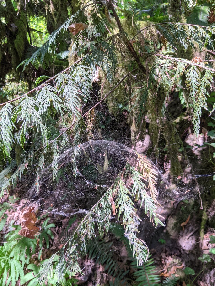 NicTVG's tweet photo. Intrigued by this domed shaped spider web we came across on a hike. https://t.co/uWz4epcJUm