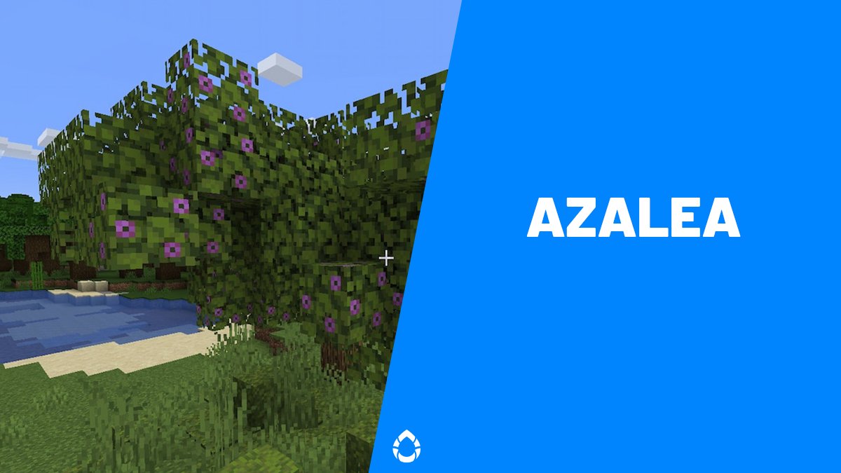 Azalea were added to #Minecraft in the first part of the Caves &amp; Cliffs update🌸
They're a curious mix between a flower and a sapling. Ever want to learn more about them?!?

Learn more here: zcu.io/L6gS
#MinecraftJavaEdition #Mojang