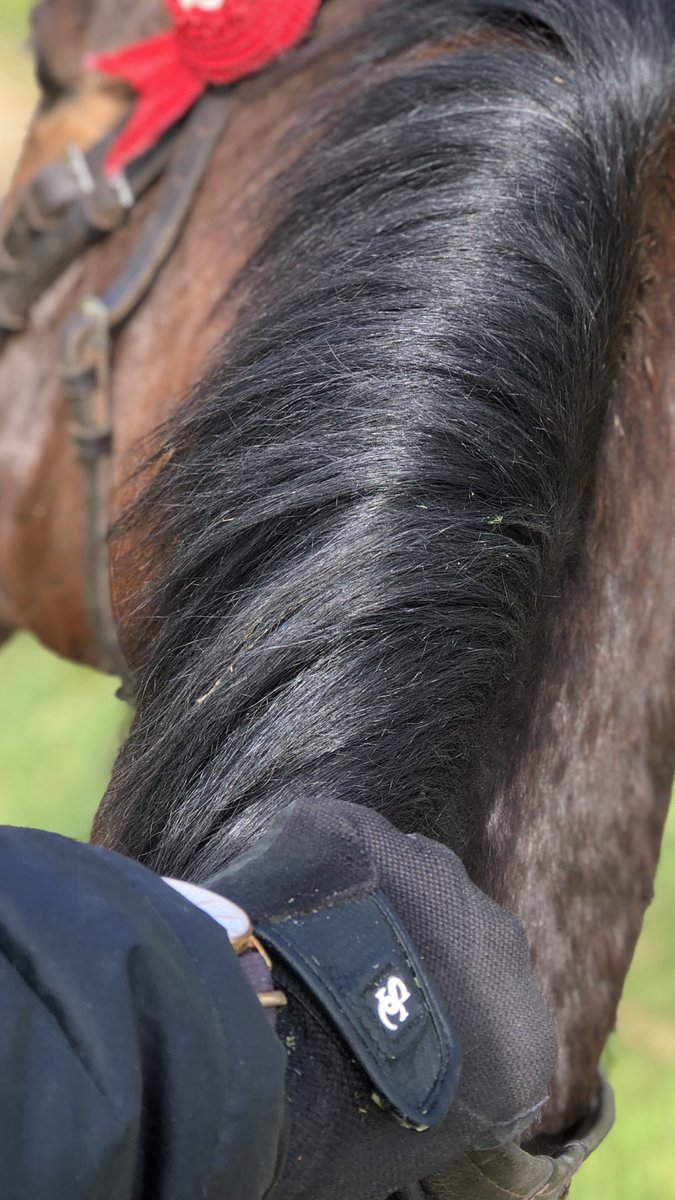 thefifi's tweet photo. Loving my @stormchasepro gloves working the Off The Trackers 🙌 @dulcifybp so good! #stormchasegloves #offthetrack #lifeafterracing #ablefun #showpony https://t.co/caWiLI64Lz