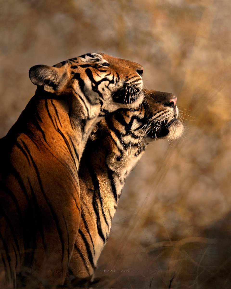 "There's a crack in everything, that's how the light gets in" #leonardcohen #shaazjung #tiger