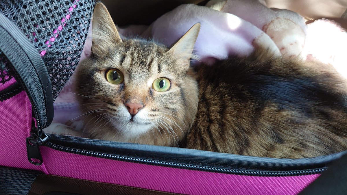 隠れてふみふみを楽しんでたのがバレちゃった子。