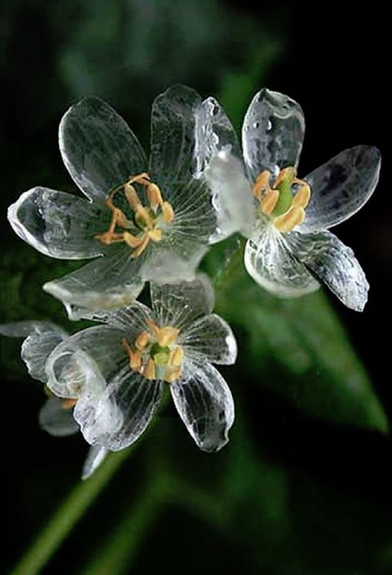 KlatuBaradaNiko's tweet photo. Diphylleia grayi, is a rare flower whose white petals become transparent in the rain! When they dry they are white again! https://t.co/PpFEyn9QbM