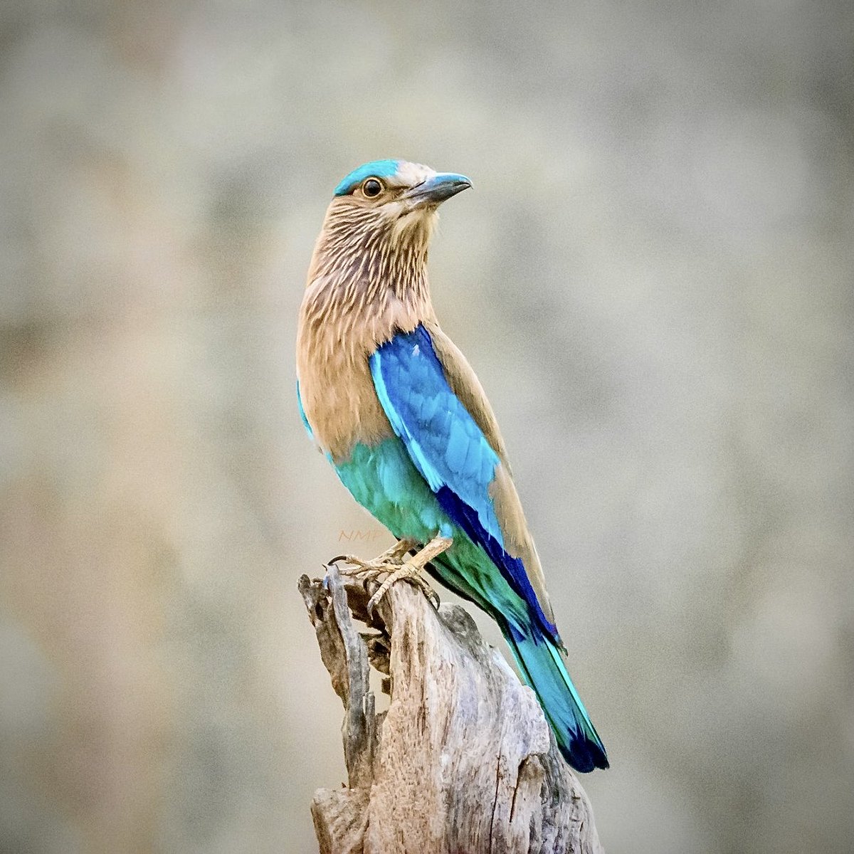 Indian Roller ❤️
Pench 🇮🇳

#IndiAves #IndianRoller #Indian #Roller #bird #birds #neelkanth #TwitterNatureCommunity #ThePhotoHour #nature #wild #tree #wildlife #birding #birdwatching #blue #tiger #safari #pench #India #wildlifephotography #nikon #nmp #IncredibleIndia #birdtwitter