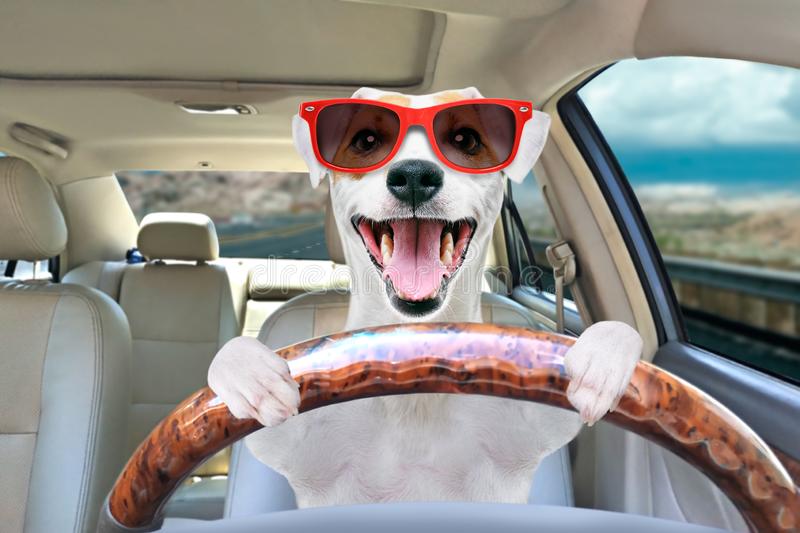 Ok, got the message, we will dig out dog-friendly #holiday rentals in #Wales so we can take you with us. walesholidayhomerentals.com/rental-options…