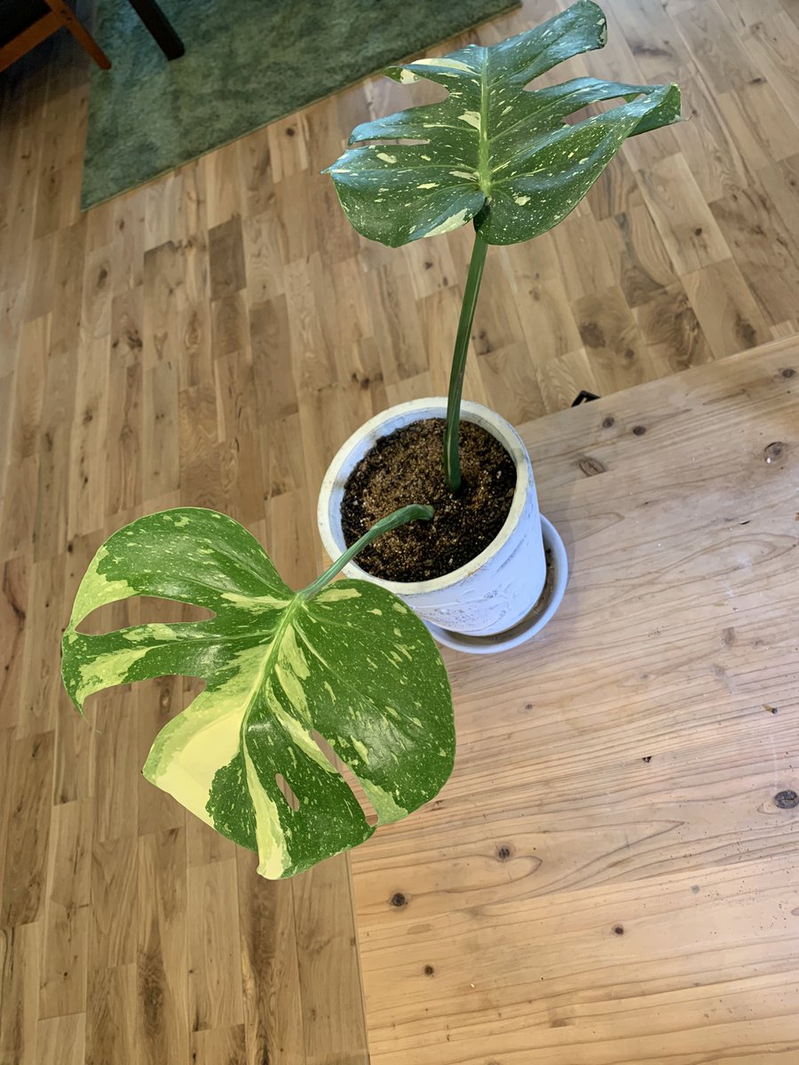 Life Magic tweet media