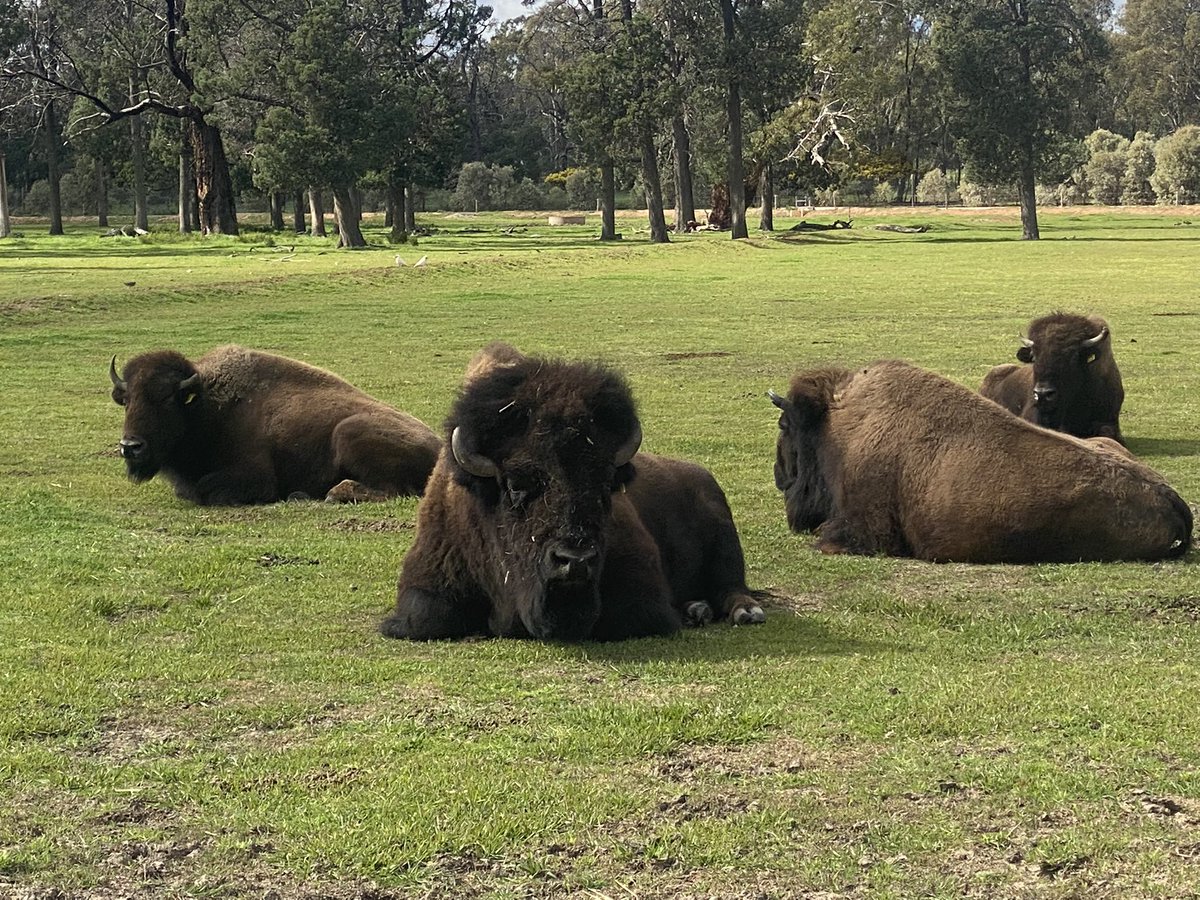 AltinaZoo's tweet photo. Relaxing on a Sunday! Some of our Bison family! 🤎 https://t.co/SYpqZfjvuv