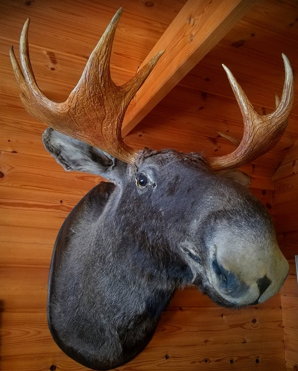 ElseKruskopf's tweet image. Hyvää sunnuntaihuomenta. Saanko esitellä mökkinaapurin lemmikin😃 Uusi trendikö?😬Hirveen  mukavaa sunnuntaita sulle 🌞🐟🐞🍎🍄🍁🌺🌰Puusavottaa mulle☀🌲#Finland #Jaala #moosevibes