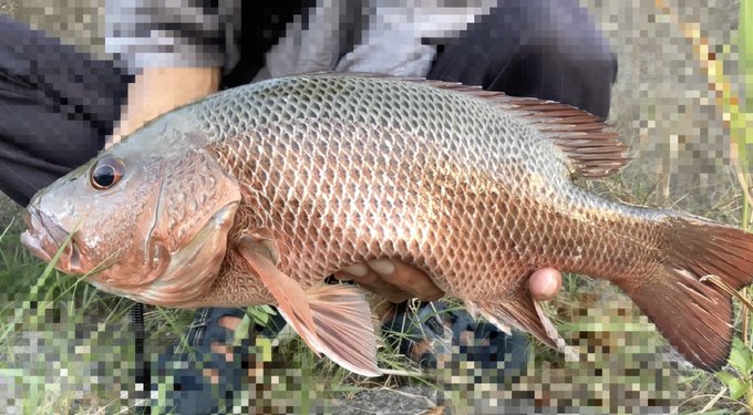 Bombadateruさん のツイート する の検索結果 1 Whotwi グラフィカルtwitter分析