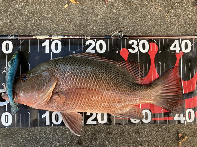 Bombadateruさん のツイート する の検索結果 1 Whotwi グラフィカルtwitter分析