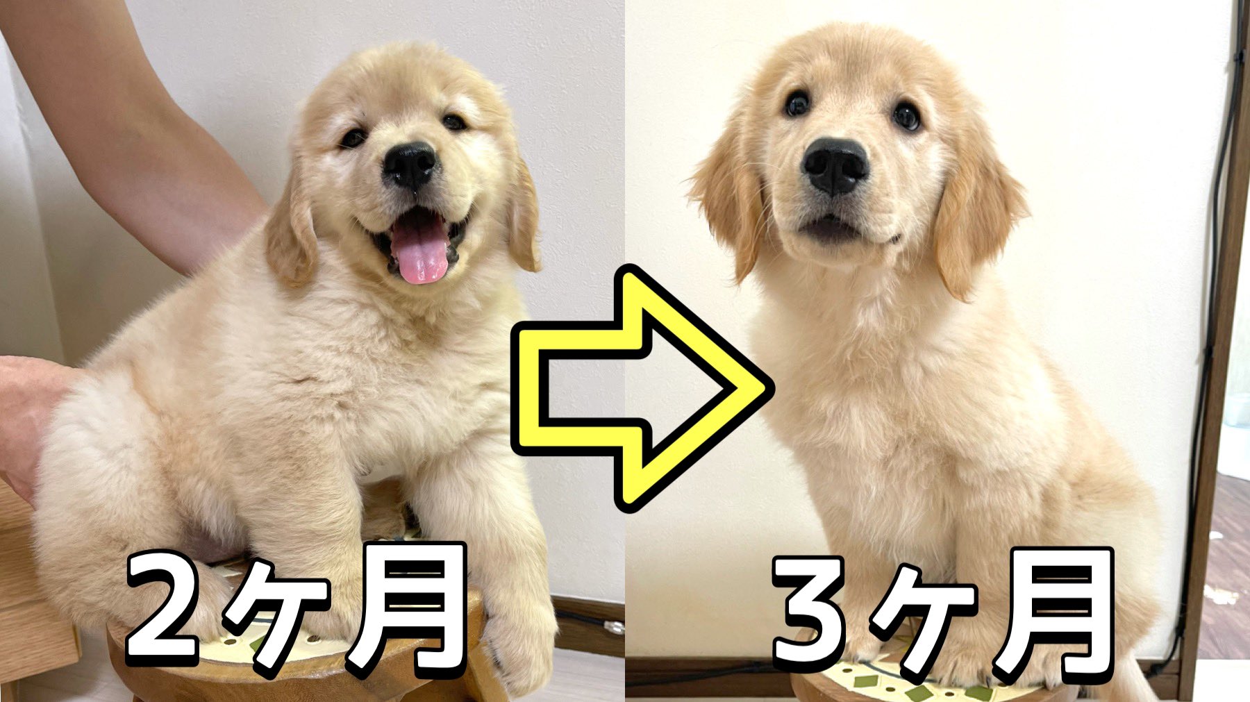 豆柴うに ゴールデンレトリバーおから 驚愕の成長っぷり 3ヶ月のゴールデンレトリバー子犬の身体測定をしてみた結果 T Co Urs0j77kfr ゴールデンレトリバー ゴールデンレトリバー子犬 T Co R07eqs3oyc Twitter