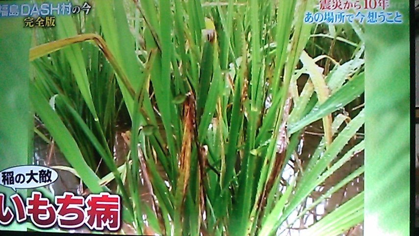 城島リーダーが後輩を連れて浪江町のdash村へ 戻れなくてもここで学んだ技術や経験は生き続ける 鉄腕dash 2ページ目 Togetter