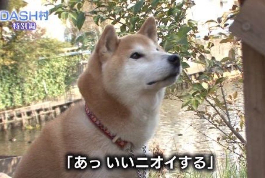 ザ 鉄腕 Dash で 北登 が話題に トレンドアットtv