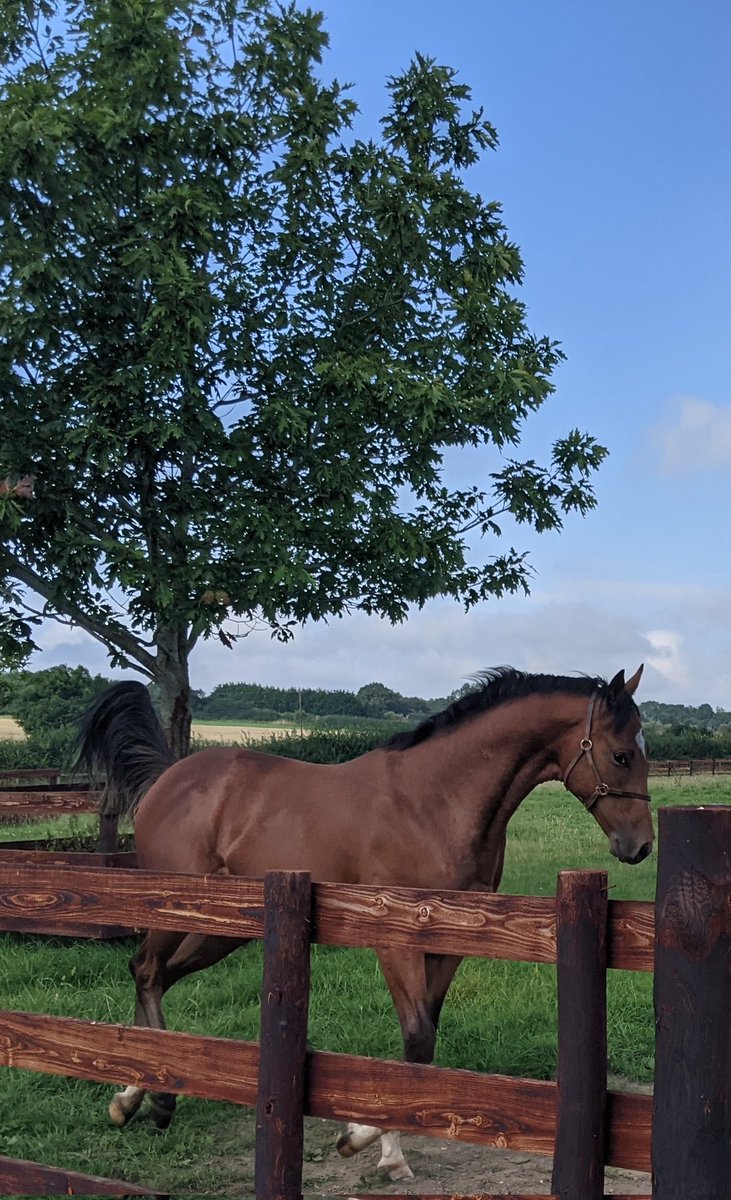 This horse just knows he's all class
#NightofThunder #presence

He heads to @Tattersalls1766 Book 2