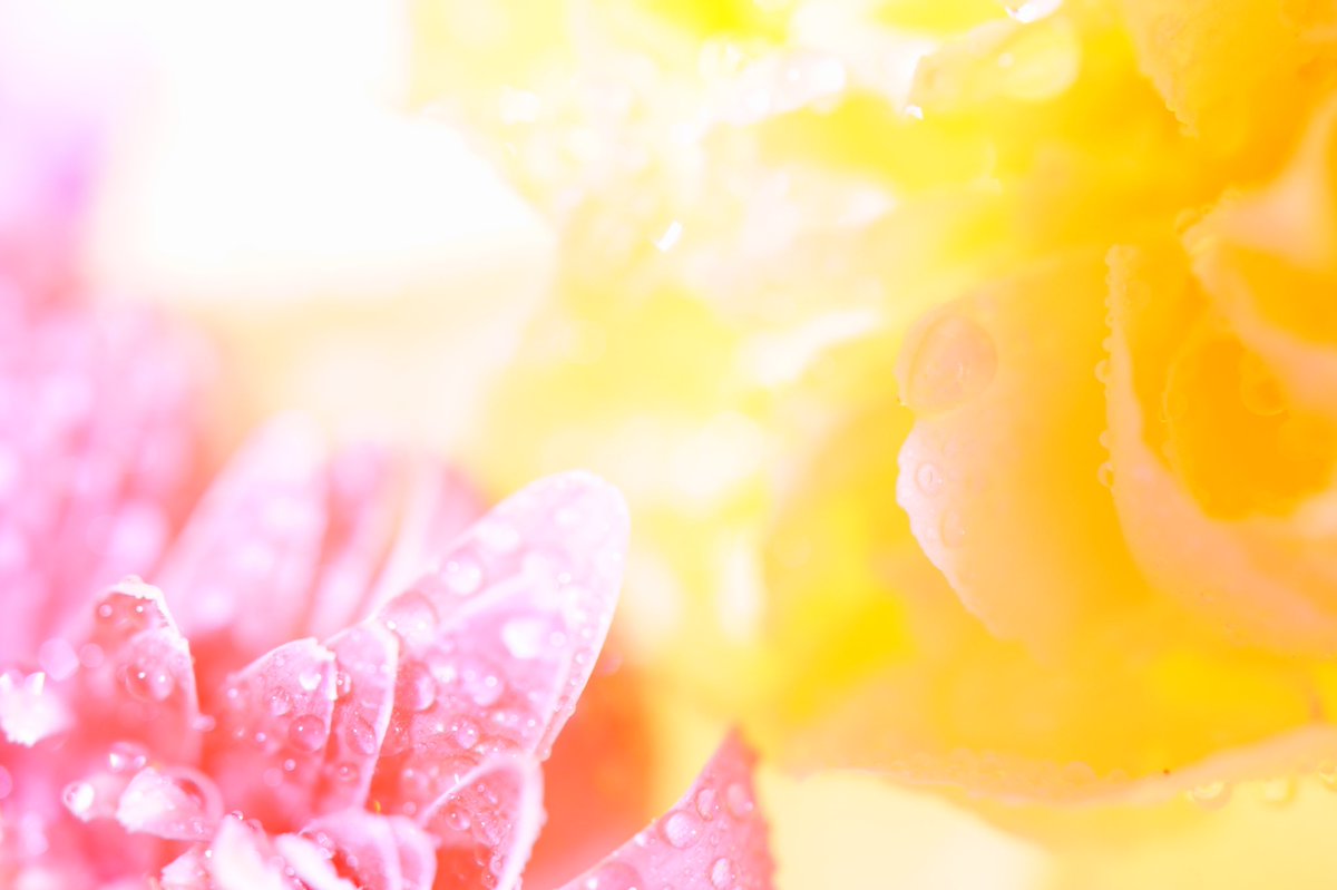 marchaconty's tweet photo. leaf meets leaf.
-
-
-
#garbera #photography #macro #sony #α7Ⅲ #color #マクロ撮影 #marchaconty #snapshot #jp_gallery #japan_daytime_view #photooftheday #cool_capture #ファインダー越しの私の世界 #ICU_JAPAN #PHOS_JAPAN https://t.co/UAm9qEu4zw