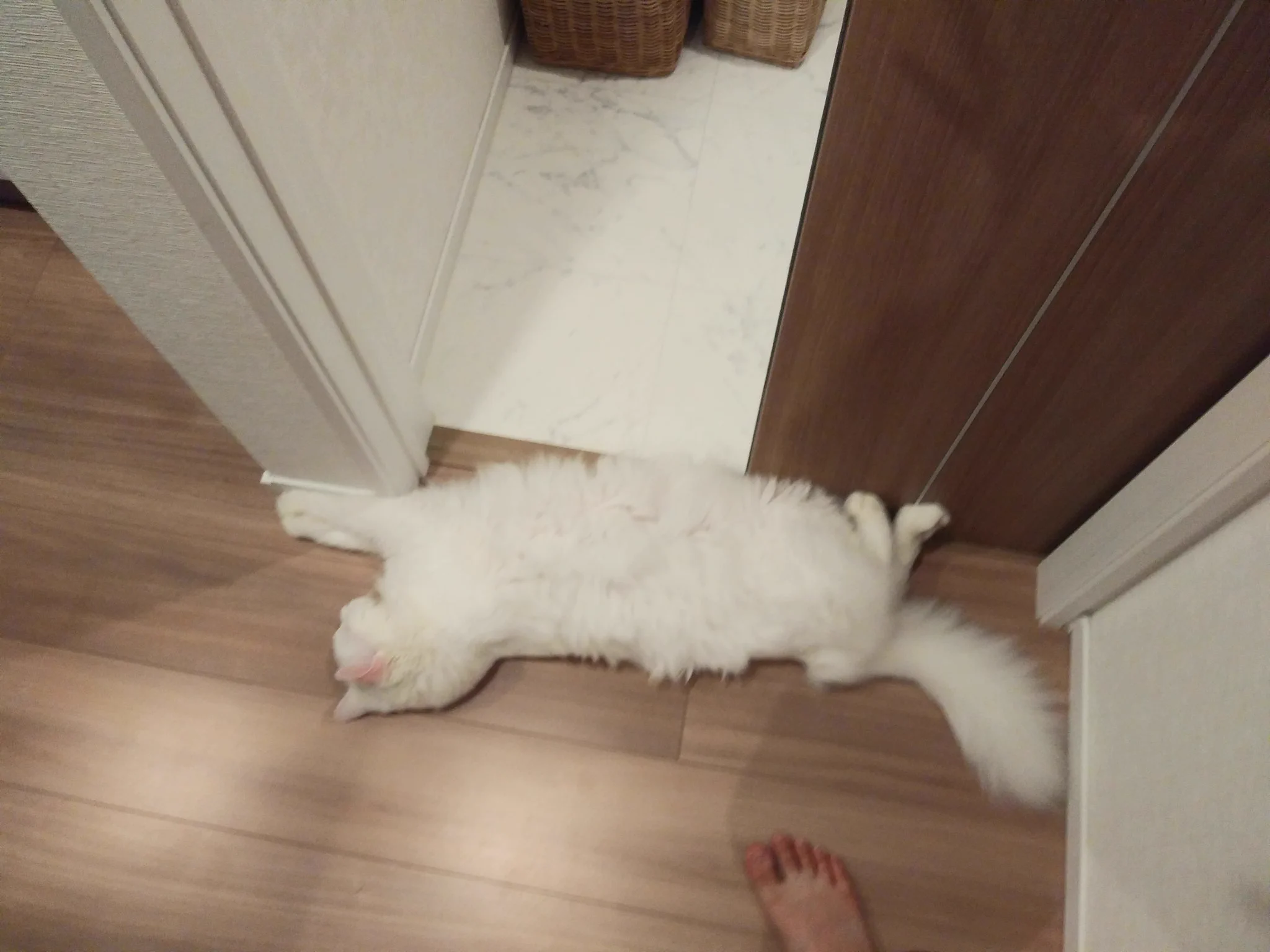 @unk3 うちの猫もよくトイレの前にいます
居心地がいいんですかねー？ 