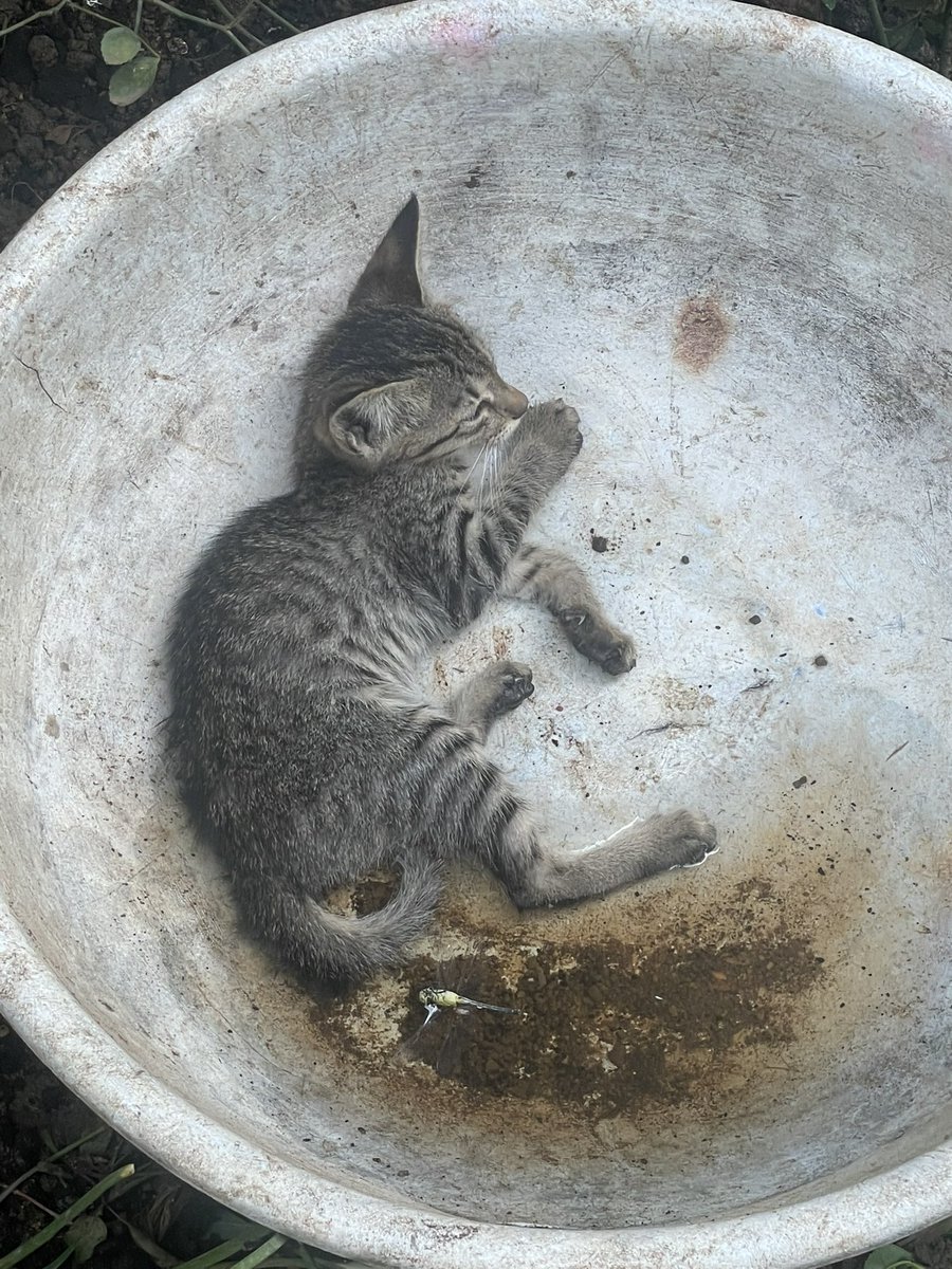 Chinmay_TI's tweet image. This cutie comes to our place everyday, today she was just too tired to eat ❤️
Looking for a home for her , please let me know if you would like to take her home with you

#Raipur 

@varungrover