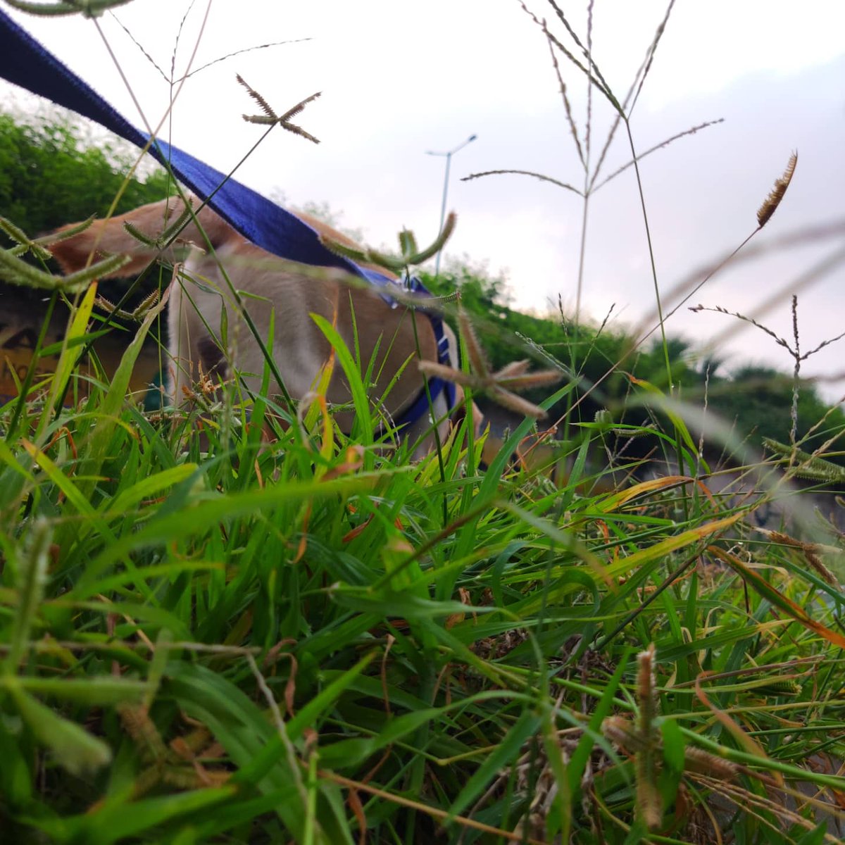 BholaPuneet's tweet photo. Sunrise walk scenes... 
. 
. 
Shot on @XiaomiIndia #mi11x 
. 
. 
#noedit #nofilter #leaves #dog #closeup #bestfriend #good #vibes #happiness https://t.co/tG9DLLiFj4