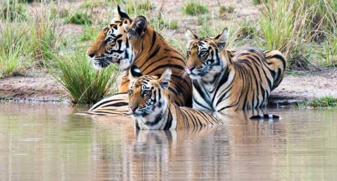 im_aeni09's tweet photo. SAVE THE PANNA TIGER RESERVE
@Earthworri1 https://t.co/MRxvPkYv8J https://t.co/vVeGMTY9gZ