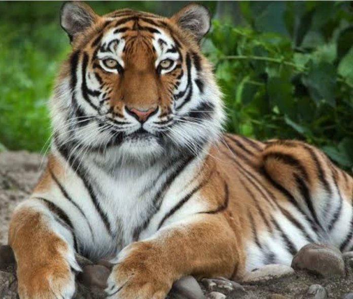 im_aeni09's tweet photo. SAVE THE PANNA TIGER RESERVE
@Earthworri1 https://t.co/354pptrinW https://t.co/yt0vSiXFY4
