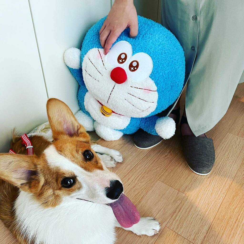 はなちゃん コーギー Hanachan0602 Twitter