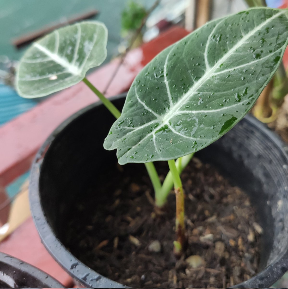 stelordbone's tweet photo. Lumaki na sila, Tamang alaga lang. 😊

#Plantito https://t.co/iVsdL1Su05