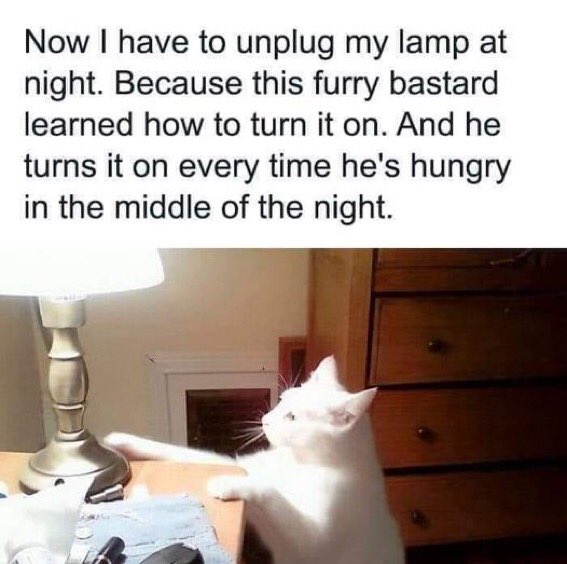 LuckyKittyDog's tweet photo. I like the way he thinks! #CatsOfTwitter https://t.co/yVlq6F6bUi
