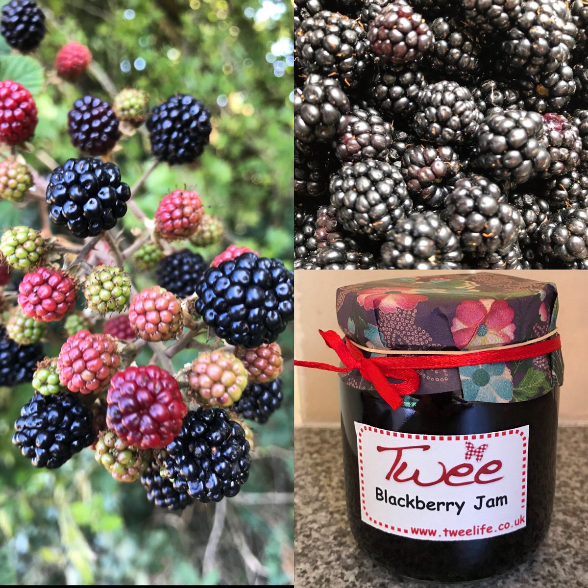 TweelifeUK's tweet photo. I love this time of year, ambling round the hedgerow collecting delicious blackberries! Twee Blackberry jam and vinegar back in stock! #blackberrypicking #blackberry #eattheseasons #madeinthechilterns #naturesharvest #ontoast #seasonalfood #chilterns https://t.co/R9AaQ4MAJW