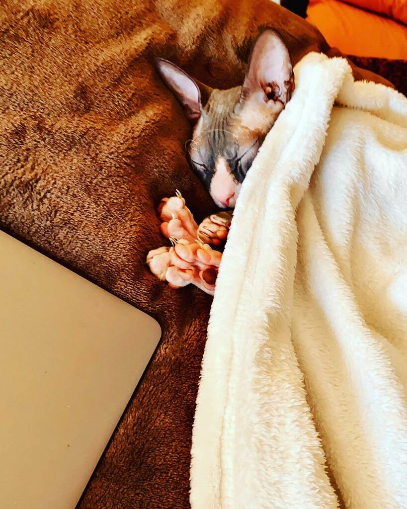 Look at his pile of paws!
.
.

.⁣
.⁣
.⁣
.⁣
.⁣
#cats #pet #sphynxcatsofinstagram #sphynxcommunity #sphynxlife #sphynxcats #sphynxworldwide #sphynxoftheday #sphynx #catlife #sphynxtagram #sphynxlover #catlovers #kitten #sphynxofinstagram #britishshorthair #kittens #hairlessc…