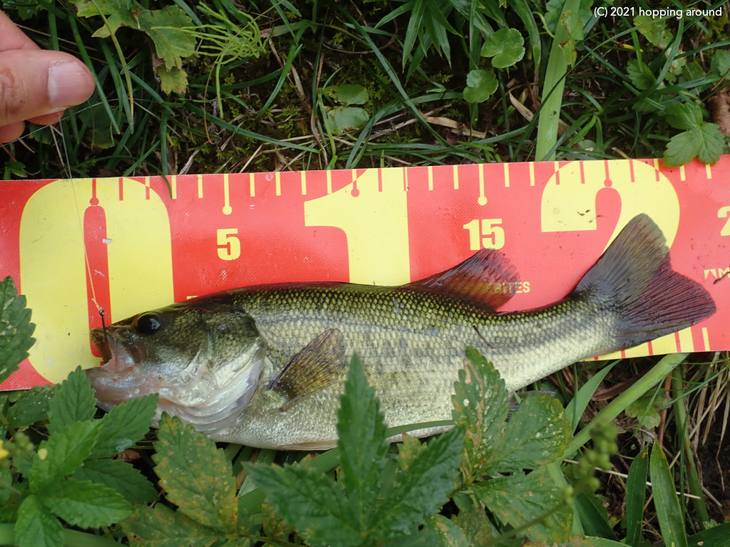 Hatsuru Morita 今週の小バス祭り 2時間で10匹しか釣れんかった グラスミノーwww レインズスワンプのネコリグ Blackbass Fishing Miyagi Sendai Grassminnow Reinsswamp