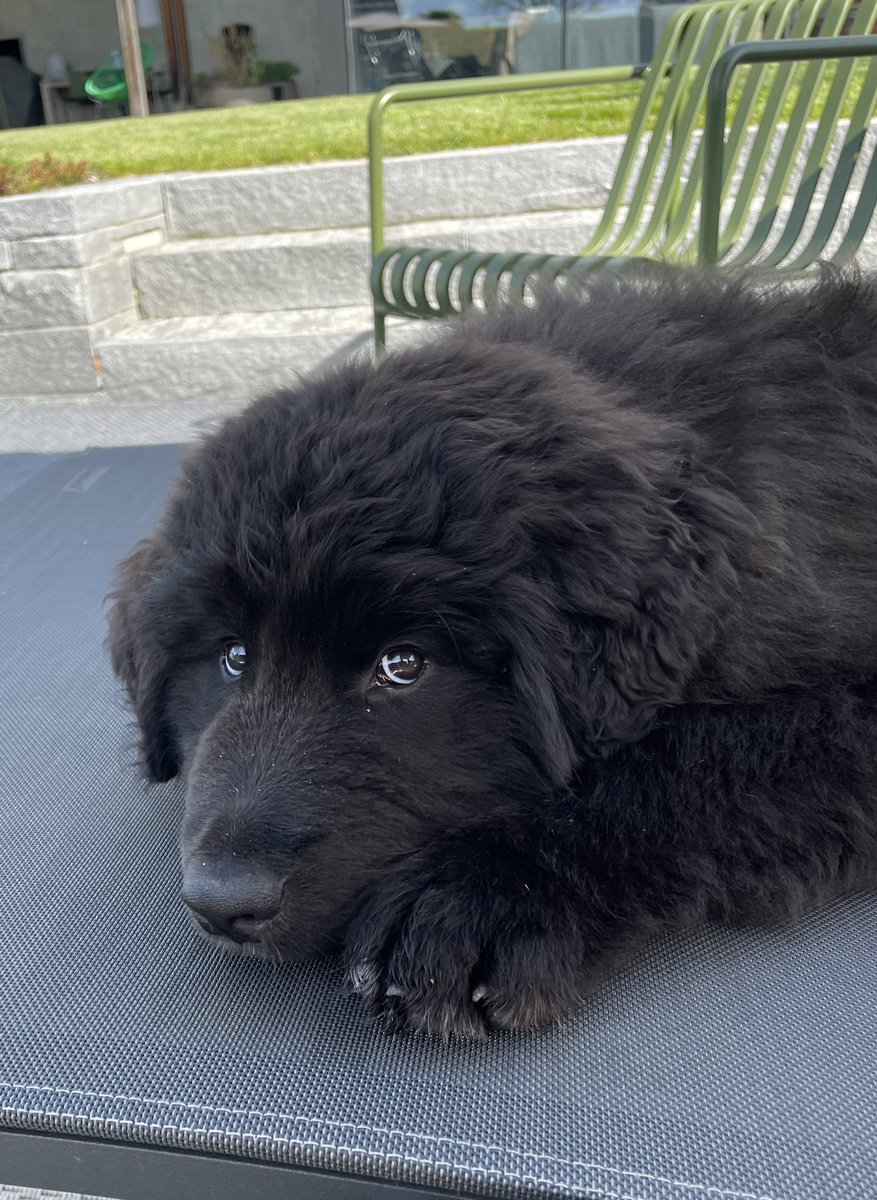 Layla the dog tweet media