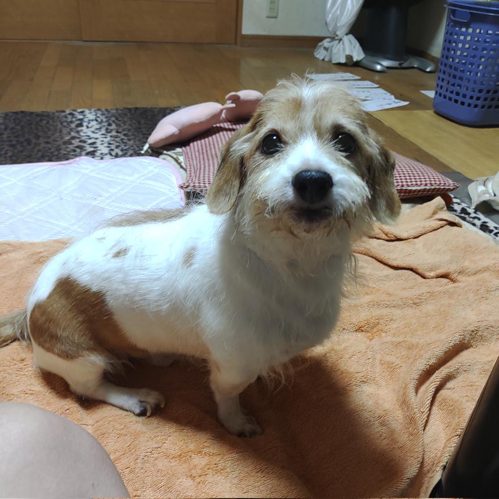 Masa Ai V Twitter 古河市市役所の職員の父親に わいせつ行為幼い時 されました 地元に 地蔵尊祭りの日 耳元で胸大きくなったか その瞬間 Tシャツの中に両手でイタイくらいサワラリタ 今でも フラッシュバック 夏 祭りが嫌い Masa Ai V Twitter 古河市市役所の職員の父親に わいせつ行為幼い時 されました 地元に 地蔵尊祭りの日 耳元で胸大きくなったか その瞬間 Tシャツの中に両手でイタイくらいサワラリタ 今でも フラッシュバック 夏 祭りが嫌い