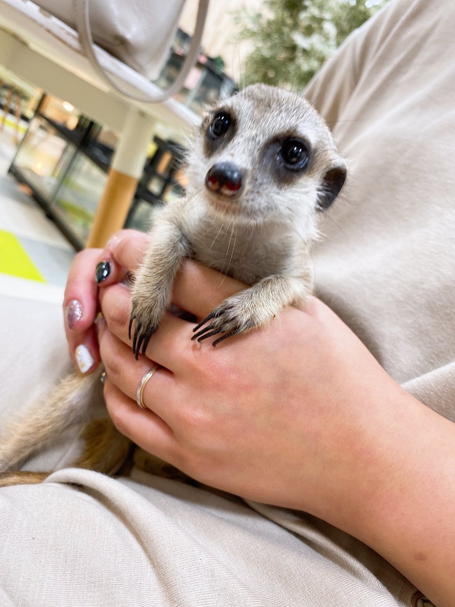 ミーアキャット 最新情報まとめ みんなの評価 レビューが見れる ナウティスモーション 2ページ目