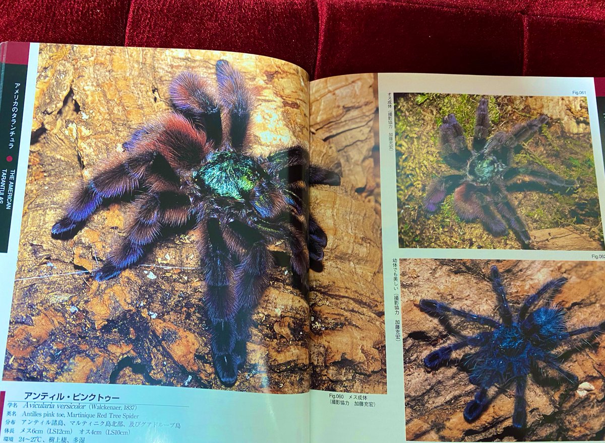 むかし僕も飼育していた、「世界で最も美しい」と形容される