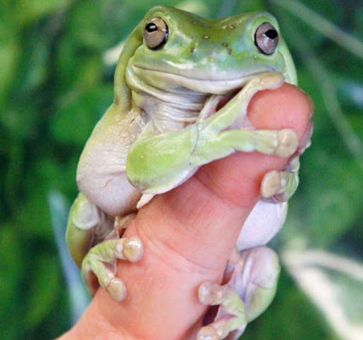лягушка бык водонос. можно ли держать лягушку. лягушка с м40. лягушка большая в руках. можно ли держать лягушку.
