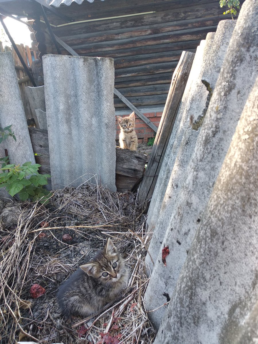 bakem0chi's tweet photo. Мск и МО! Везу из деревни под Егорьевском двух пирожочков, которых бросила мама-кошка. Магия твиттера, пожалуйста, помоги найти малышам новый дом! 😭🙏💔
Свожу их сейчас к ветеринару, а потом буду готова привезти их куда будет нужно на такси. https://t.co/mON1hHGP0j