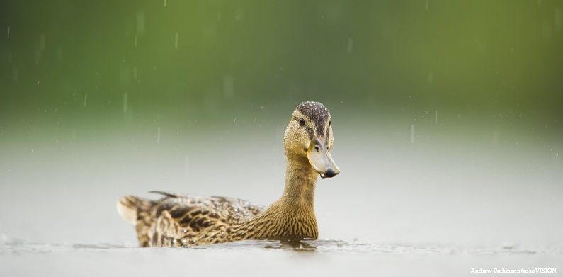 Instead of bread you can feed ducks things like sweetcorn, lettuce, oats and seeds. 🦆🦆🦆😋