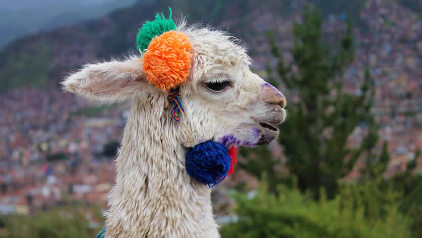 DosManosPeruEsp's tweet photo. Itinerarios perfectos para 7, 10 o 15 días en #Peru! 
https://t.co/tOwfh1Lalx

#instatravel #viajar #viajes #peru #visitaperu https://t.co/1Bg3858EIy