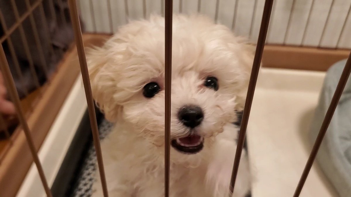 もっぷ日和 うちのもっぷ 犬界の橋本環奈じゃん