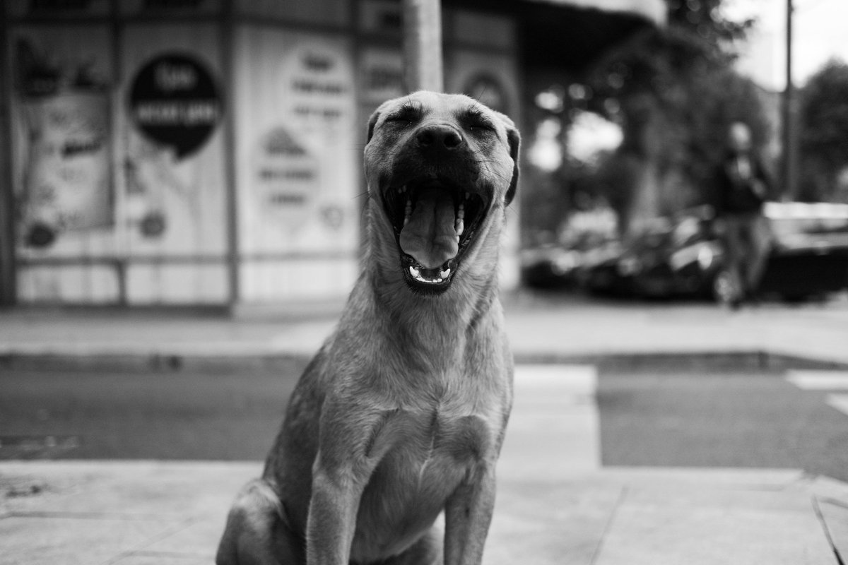 UrosNovakovic2's tweet photo. Lazy Dog
#belgraders #belgrade #dorcol #dog #streetphotography #streetsofbelgrade #streetdog #blackandwhite https://t.co/i2vR233720