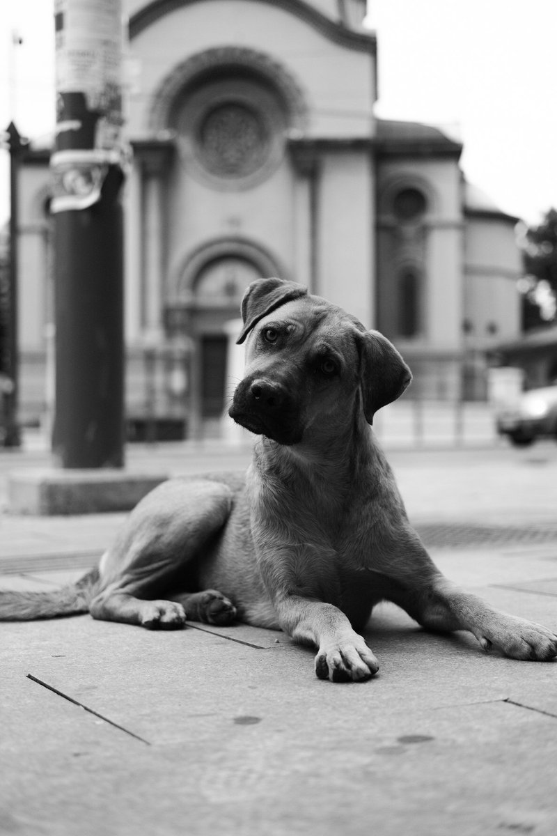 UrosNovakovic2's tweet photo. Lazy Dog
#belgraders #belgrade #dorcol #dog #streetphotography #streetsofbelgrade #streetdog #blackandwhite https://t.co/i2vR233720